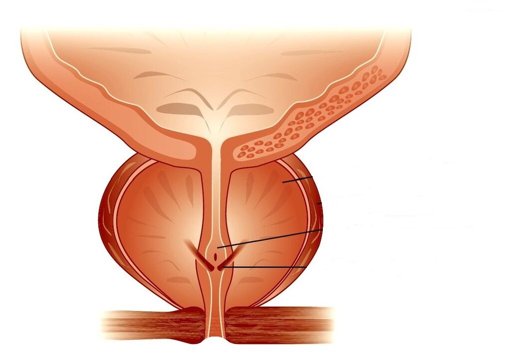 prostatos struktūra ir lėtinis prostatitas